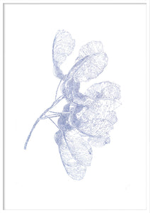 'Maple seed'