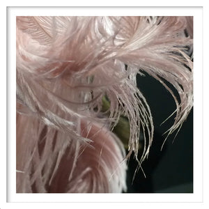 Dusty Feather
