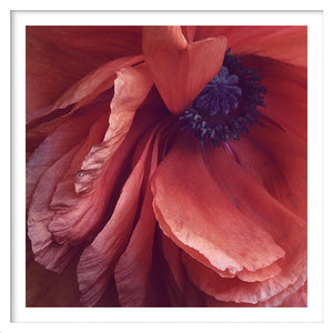 Poppy